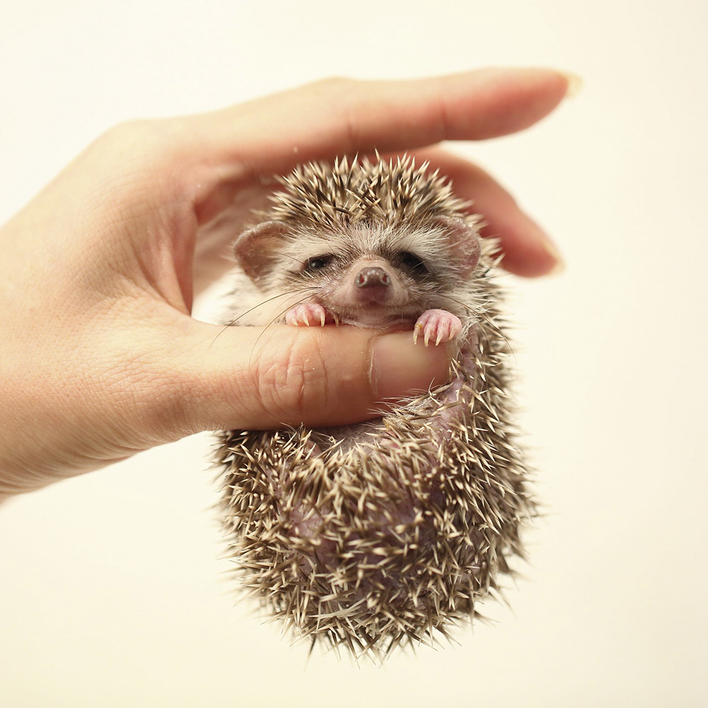 難易 度 飼育 ハリネズミ ハリネズミの飼育用品や飼い方・育て方・飼うにあたって