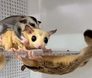 モモンガケージ モモンガゲージ アクリルゲージ 小動物 フクロモモンガ