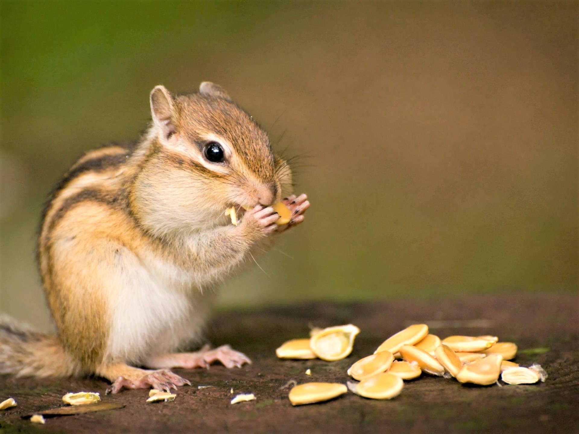 シマリスの飼育ケージセット