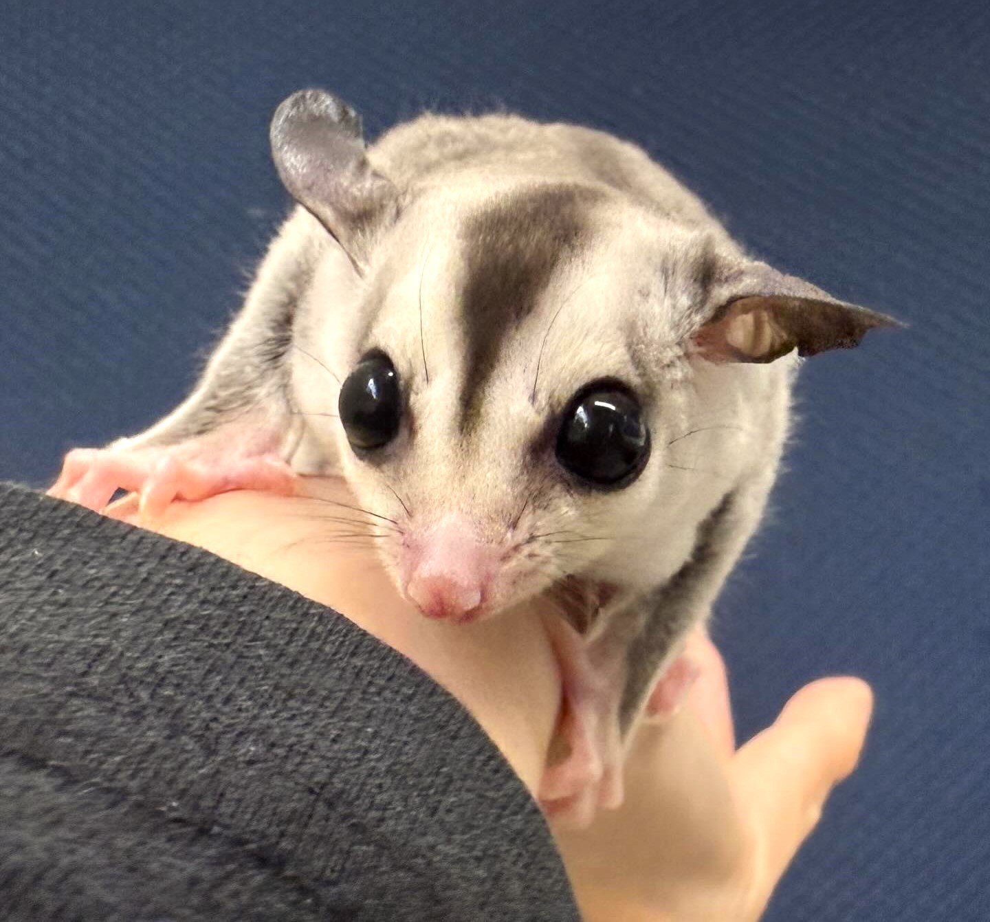 フクロモモンガの寿命の最新事情と長寿の秘訣